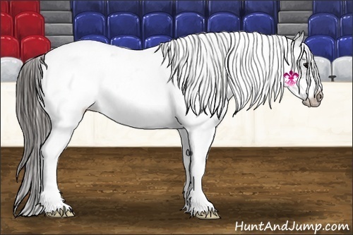 Horse Color:White Spotted Black Frame Appaloosa 