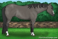 Horse Color:Grullo Sabino Rabicano