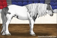 Horse Color:Black Tobiano Frame