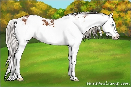 Horse Color:Silver Bay Sabino Splash 