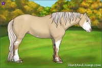 Horse Color:Silver Classic Champagne Dun Splash Frame 
