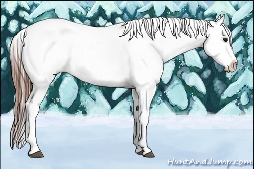 Horse Color:Bay Tobiano Appaloosa 