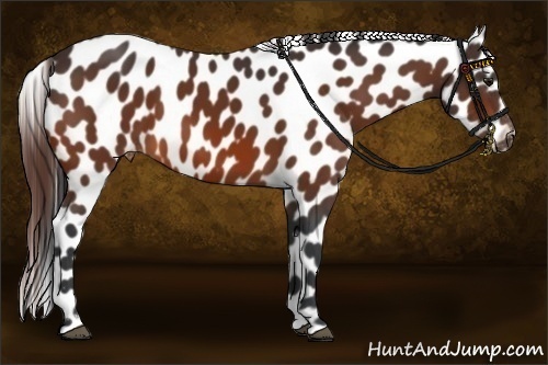 Horse Color:Bay Appaloosa