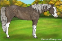Horse Color:Chocolate Palomino Splash