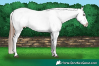 Horse Color:White Spotted Black Splash Tobiano Frame Appaloosa