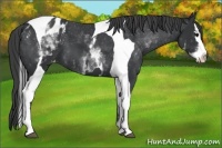 Horse Color:White Spotted Black Splash Tobiano Frame Appaloosa 