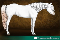 Horse Color:Brown Splash Appaloosa 