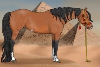 Horse Color:Bay Sabino 