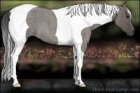 Horse Color:Smoky Grullo Roan Tobiano 