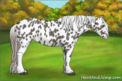 Horse Color:Grullo Appaloosa 