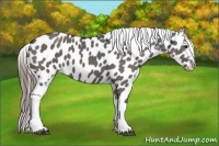 Horse Color:Grullo Appaloosa 