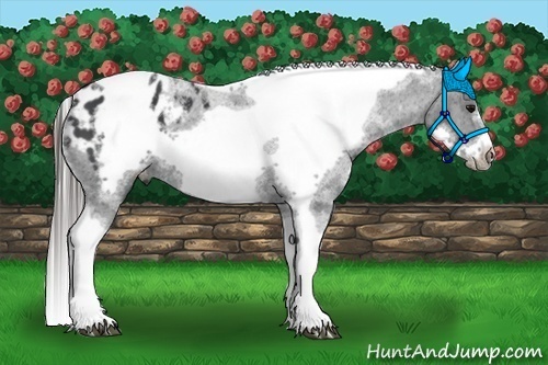 Horse Color:White Spotted Black Splash Tobiano Frame Appaloosa 