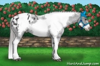 Horse Color:White Spotted Black Splash Tobiano Frame Appaloosa