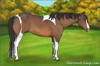 Horse Color:Buckskin Splash Tobiano 
