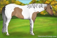 Horse Color:Bay Dun Tobiano 
