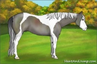 Horse Color:Grullo Tobiano