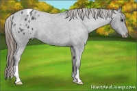 Horse Color:Smoky Blue Roan Appaloosa
