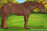 Horse Color:Chestnut Frame Rabicano 