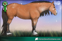 Horse Color:Bay 