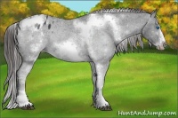 Horse Color:White Spotted Black Splash Tobiano Frame Appaloosa