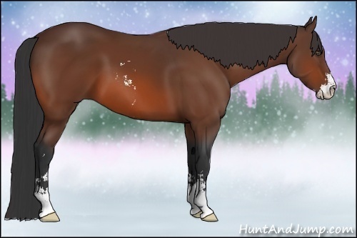 Horse Color:Bay Sabino