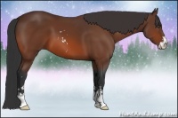 Horse Color:Bay Sabino 