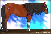Horse Color:Bay 
