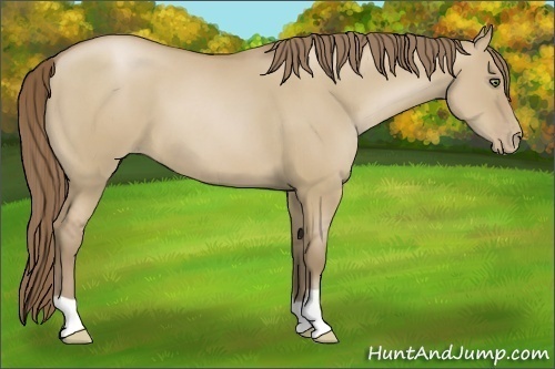 Horse Color:Grullo Pearl 