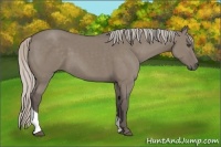 Horse Color:Silver Grullo Tobiano