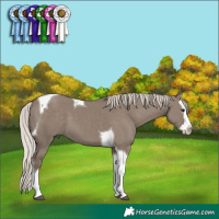 Horse Color:Silver Grullo Splash Tobiano 