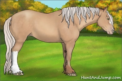 Horse Color:Silver Amber Champagne 
