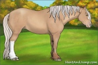Horse Color:Silver Amber Champagne