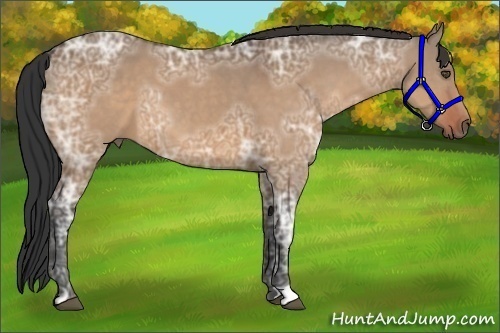 Horse Color:Bay Ice Dun
