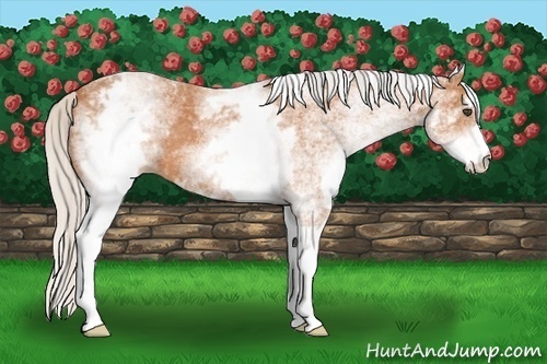 Horse Color:White Spotted Silver Bay 