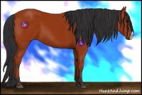 Horse Color:Bay 