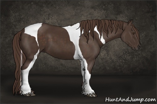 Horse Color:Liver Chestnut Tobiano Frame 
