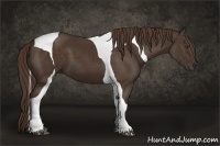 Horse Color:Liver Chestnut Tobiano Frame 