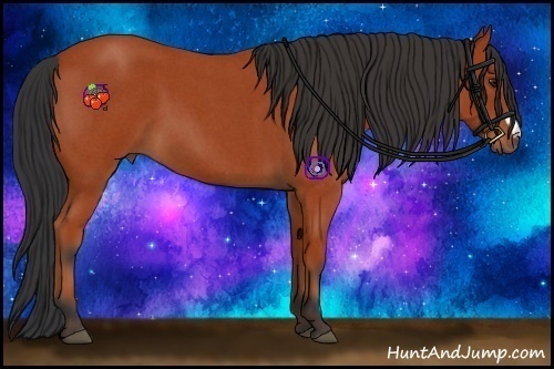Horse Color:Bay Roan 