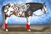 Horse Color:Brown Splash Appaloosa