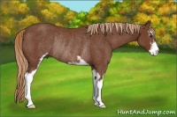 Horse Color:Chestnut Sabino Rabicano
