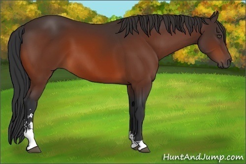 Horse Color:Bay Sabino