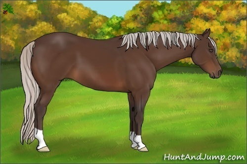 Horse Color:Silver Bay 