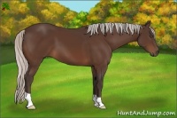 Horse Color:Silver Bay 