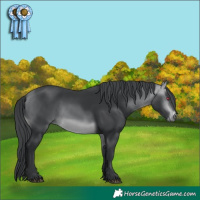 Horse Color:Bay Chinchilla 