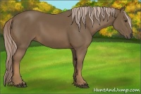 Horse Color:Chocolate Palomino 