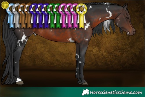 Horse Color:White Spotted Brown 