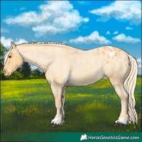 Horse Color:Palomino Roan Appaloosa