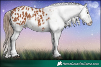 Horse Color:Bay Tobiano Appaloosa 