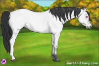 Horse Color:Bay Chinchilla Roan