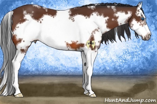 Horse Color:White Spotted Bay Splash Frame 